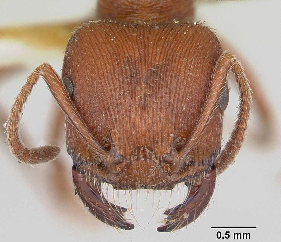 Слика од Pogonomyrmex subdentatus Mayr 1870