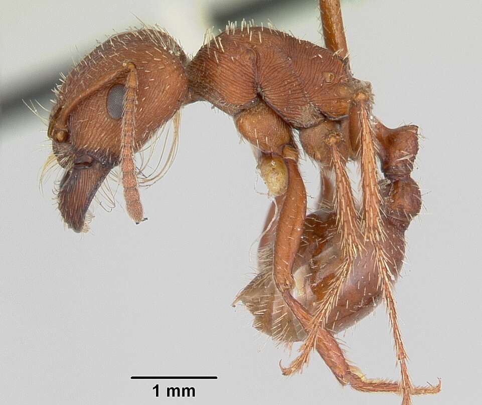 Слика од Pogonomyrmex subdentatus Mayr 1870