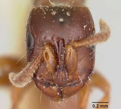 Image of Acanthostichus texanus Forel 1904