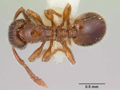 Image of Myrmecina