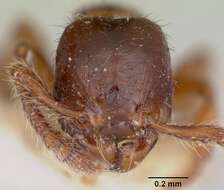 Image de Myrmecina