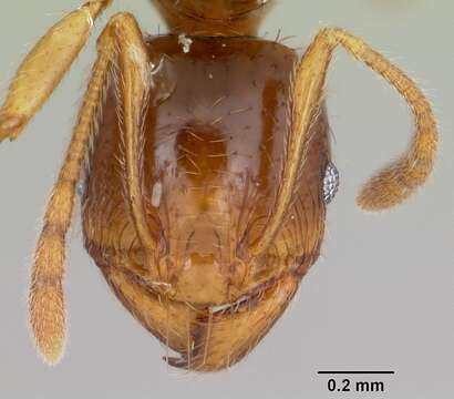 Pheidole absurda Forel 1886的圖片