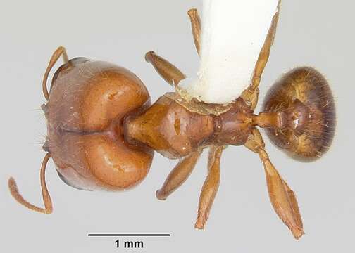 Pheidole absurda Forel 1886的圖片