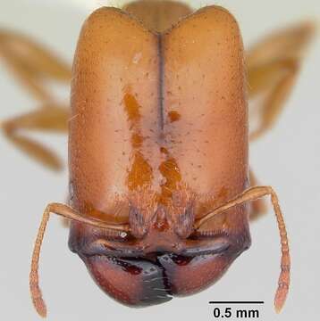 Pheidole absurda Forel 1886的圖片