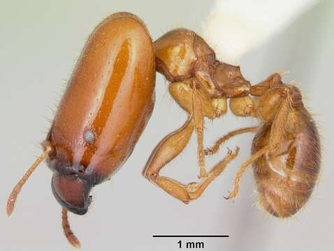 Pheidole absurda Forel 1886的圖片