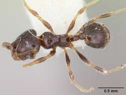 Image of Pheidole humeralis Wheeler 1908