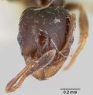 Image of Pheidole humeralis Wheeler 1908