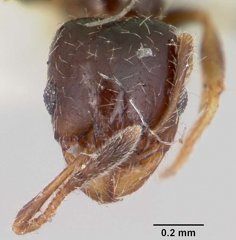 Plancia ëd Pheidole humeralis Wheeler 1908