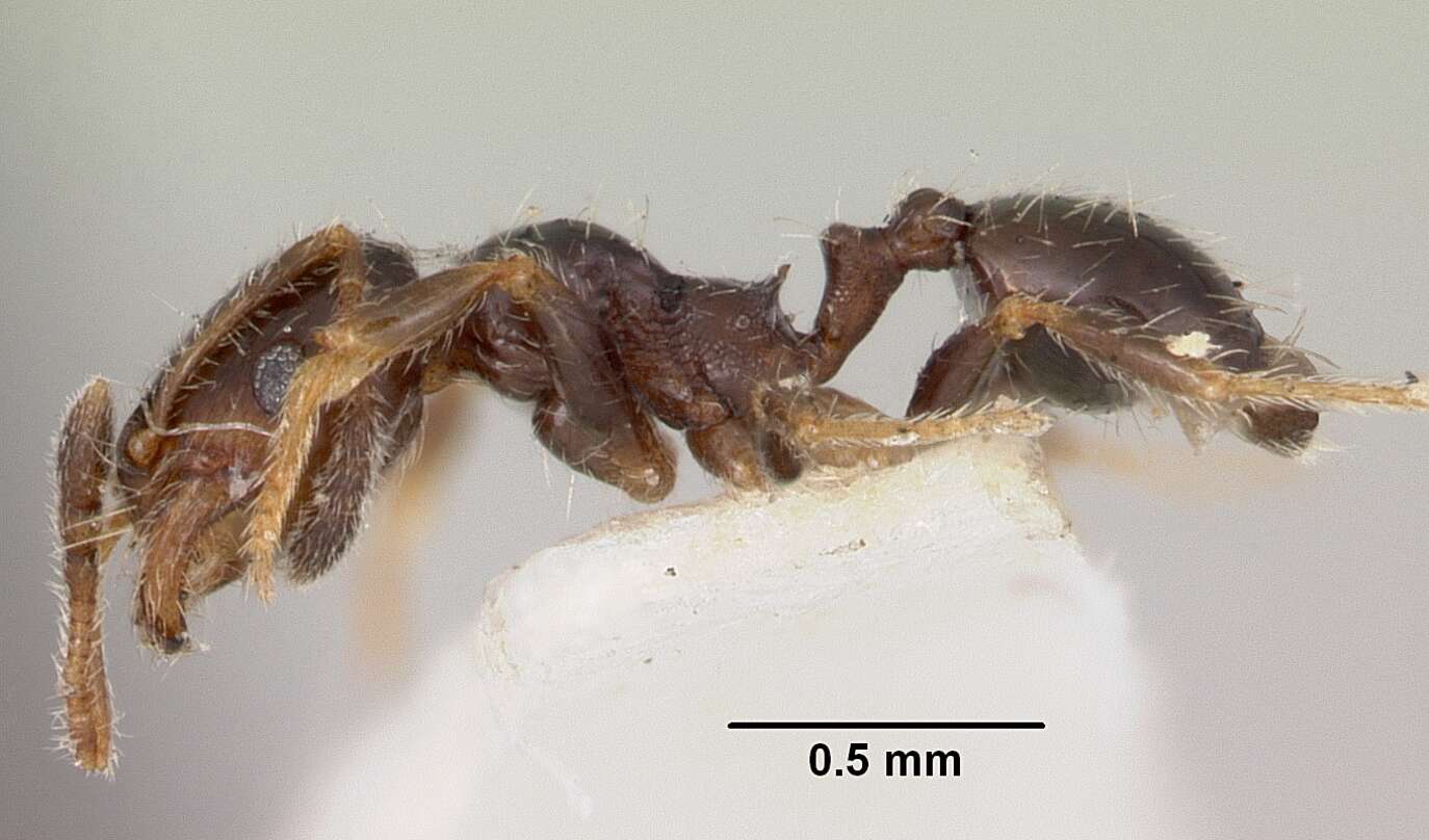 Image of Pheidole humeralis Wheeler 1908