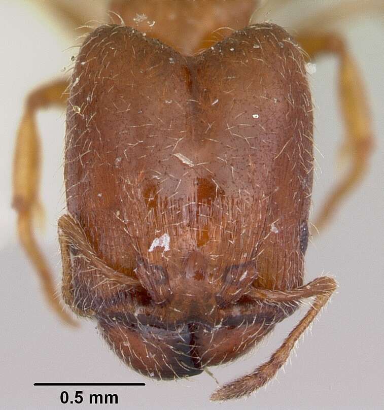 Image of Pheidole humeralis Wheeler 1908