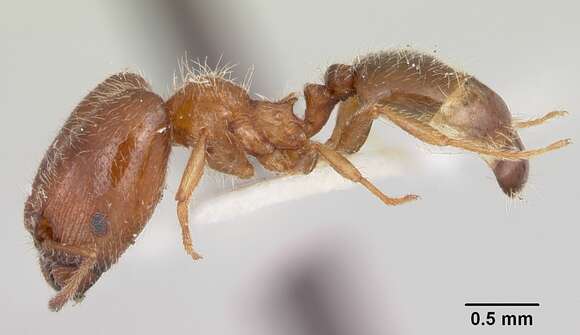 Imagem de Pheidole humeralis Wheeler 1908