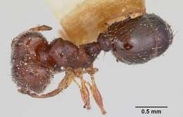 Pheidole davisi Wheeler 1905的圖片