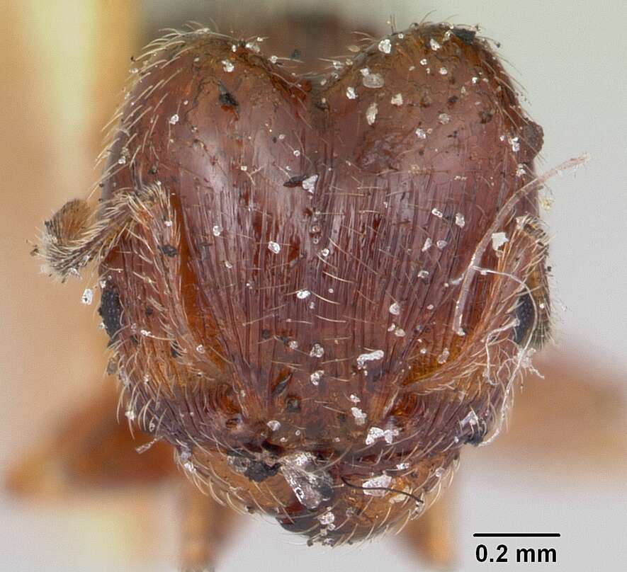 Pheidole davisi Wheeler 1905的圖片