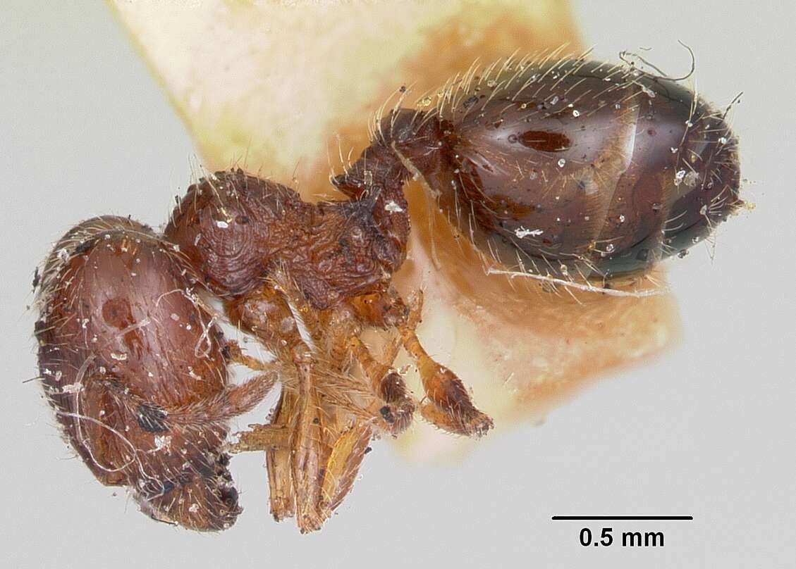 Image of Pheidole davisi Wheeler 1905