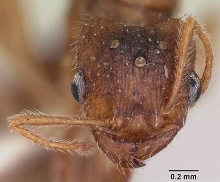 Image of Pheidole pallidula (Nylander 1849)