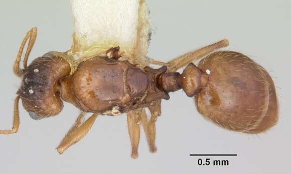 Pheidole inquilina (Wheeler 1903) resmi