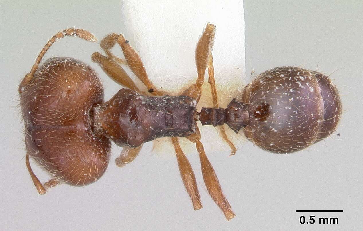 Pheidole pilifera (Roger 1863)的圖片