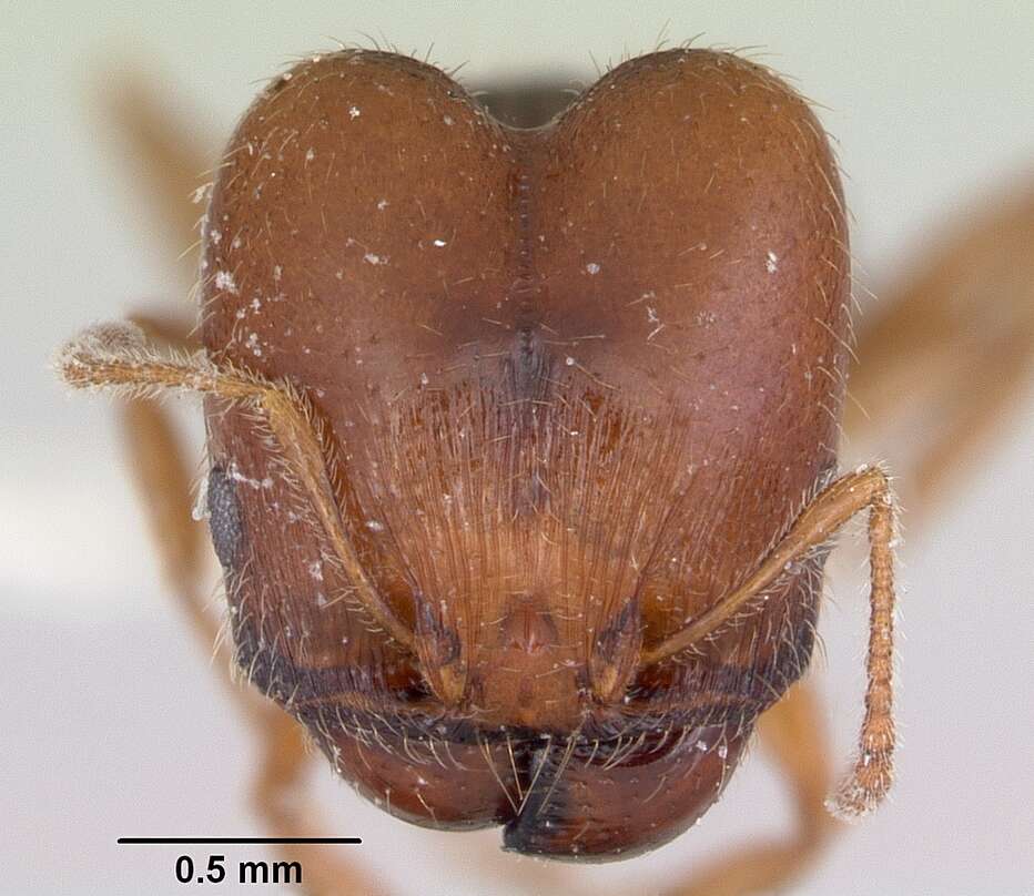 Pheidole pilifera (Roger 1863)的圖片