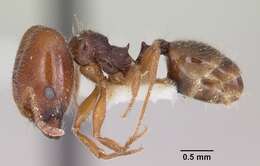 Pheidole pilifera (Roger 1863)的圖片