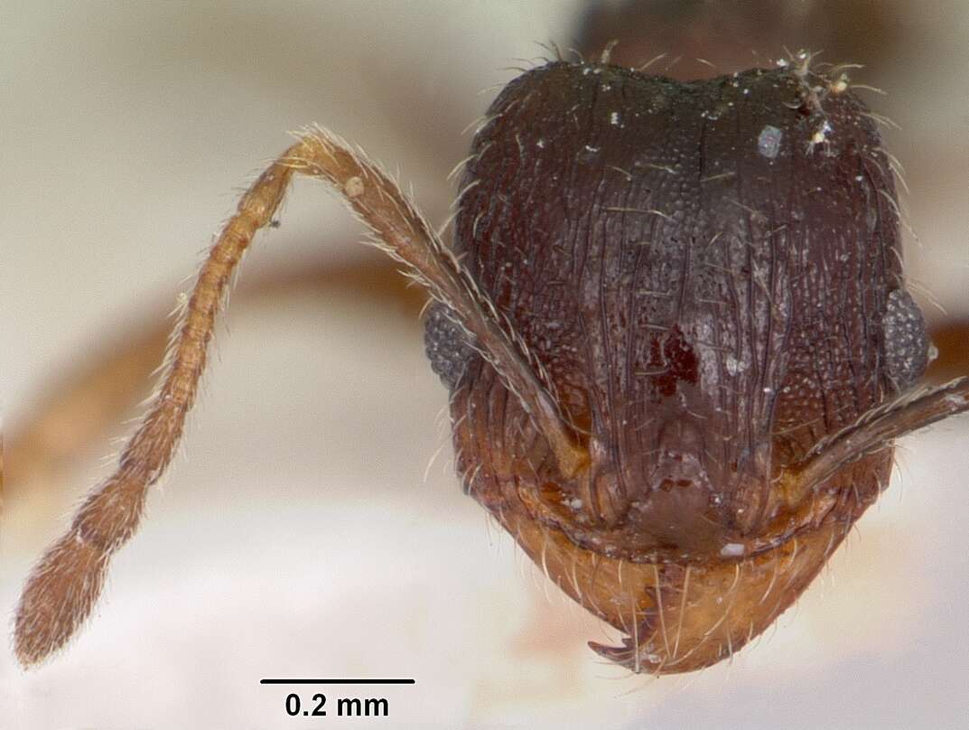 Pheidole pilifera (Roger 1863)的圖片