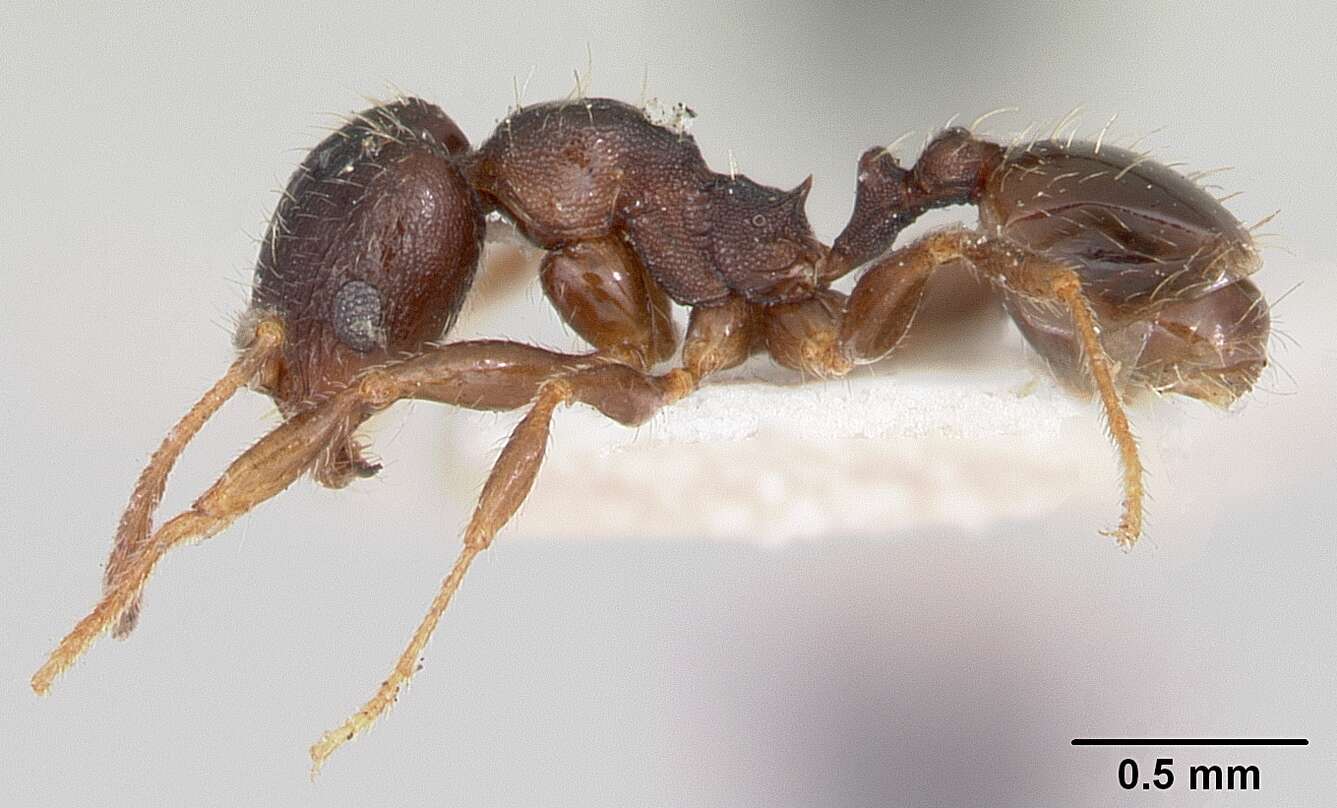 Pheidole pilifera (Roger 1863)的圖片