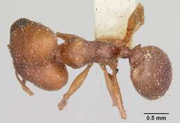 Pheidole pilifera (Roger 1863)的圖片