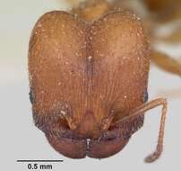 Pheidole pilifera (Roger 1863)的圖片