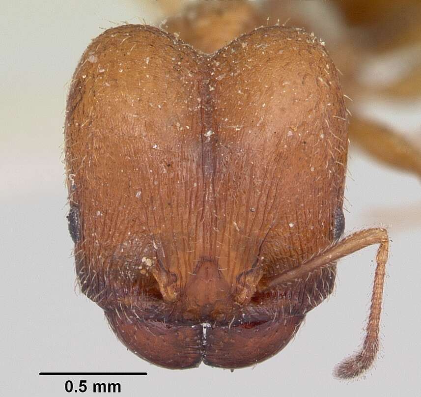 Pheidole pilifera (Roger 1863)的圖片