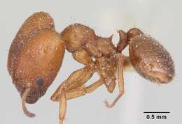 Pheidole pilifera (Roger 1863)的圖片