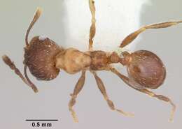 Pheidole pilifera (Roger 1863)的圖片