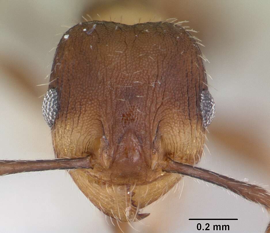 Pheidole pilifera (Roger 1863)的圖片