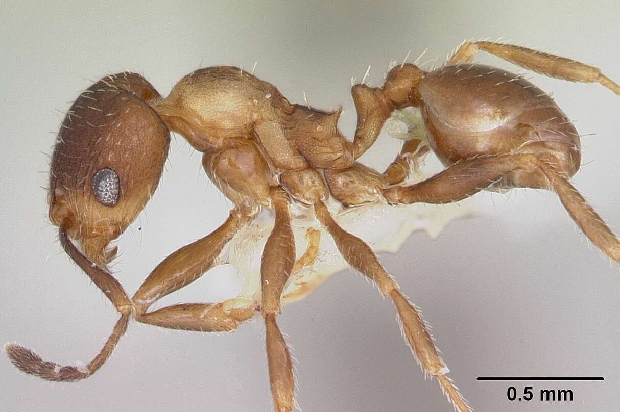 Pheidole pilifera (Roger 1863)的圖片