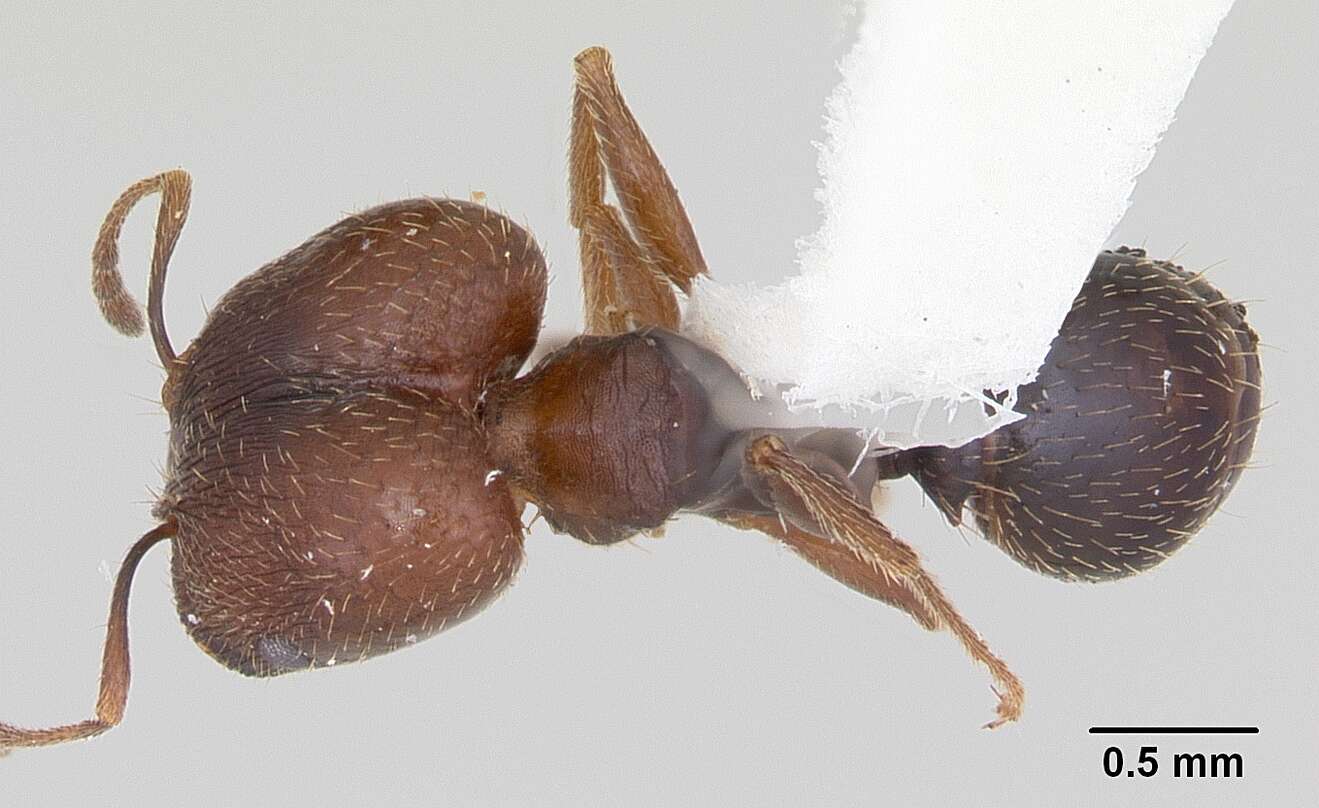 Image of Pheidole wheelerorum MacKay 1988