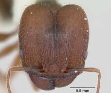 Image of Pheidole wheelerorum MacKay 1988