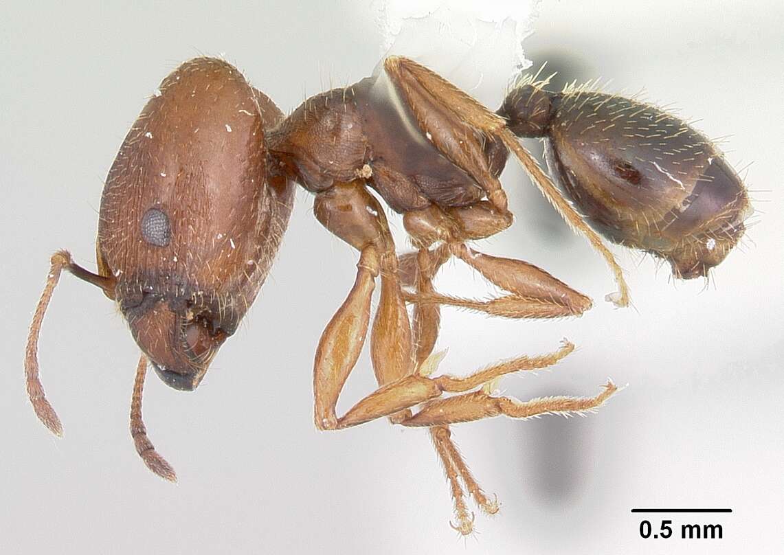 Image of Pheidole wheelerorum MacKay 1988