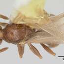 Pheidole elecebra (Wheeler 1904) resmi