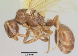 Pheidole elecebra (Wheeler 1904) resmi