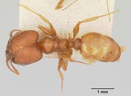 Image of Pheidole texana Wheeler 1903