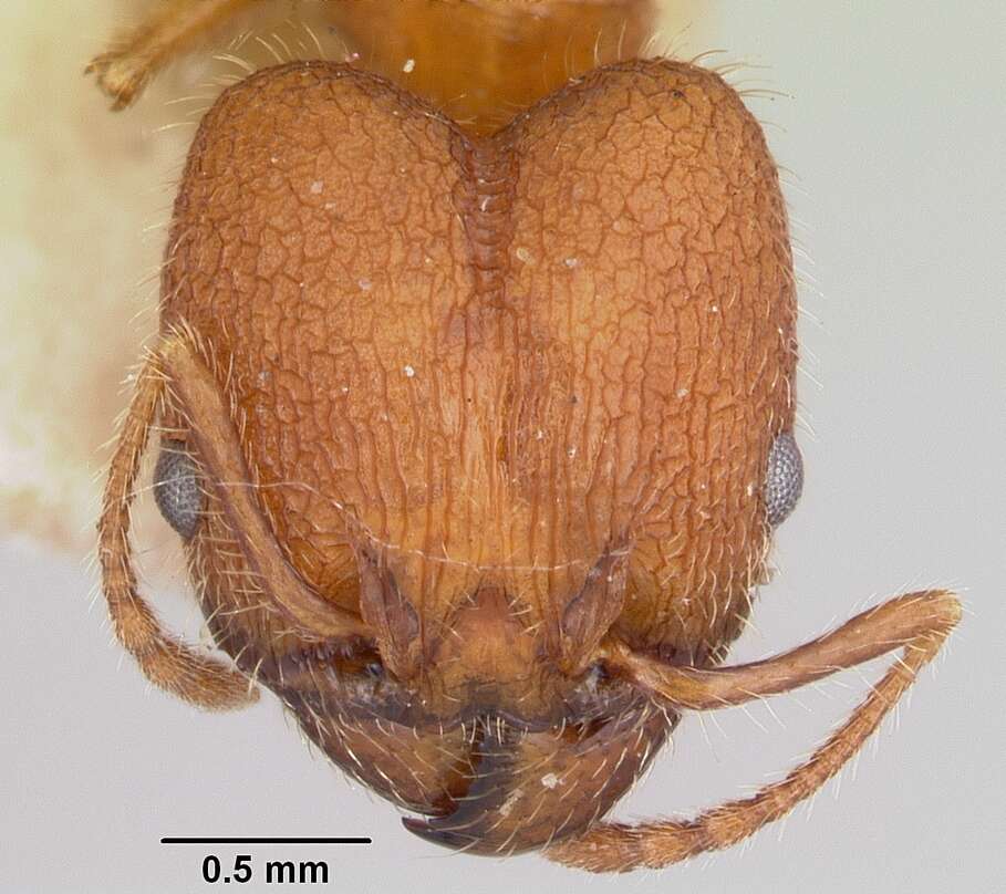 Image of Pheidole texana Wheeler 1903