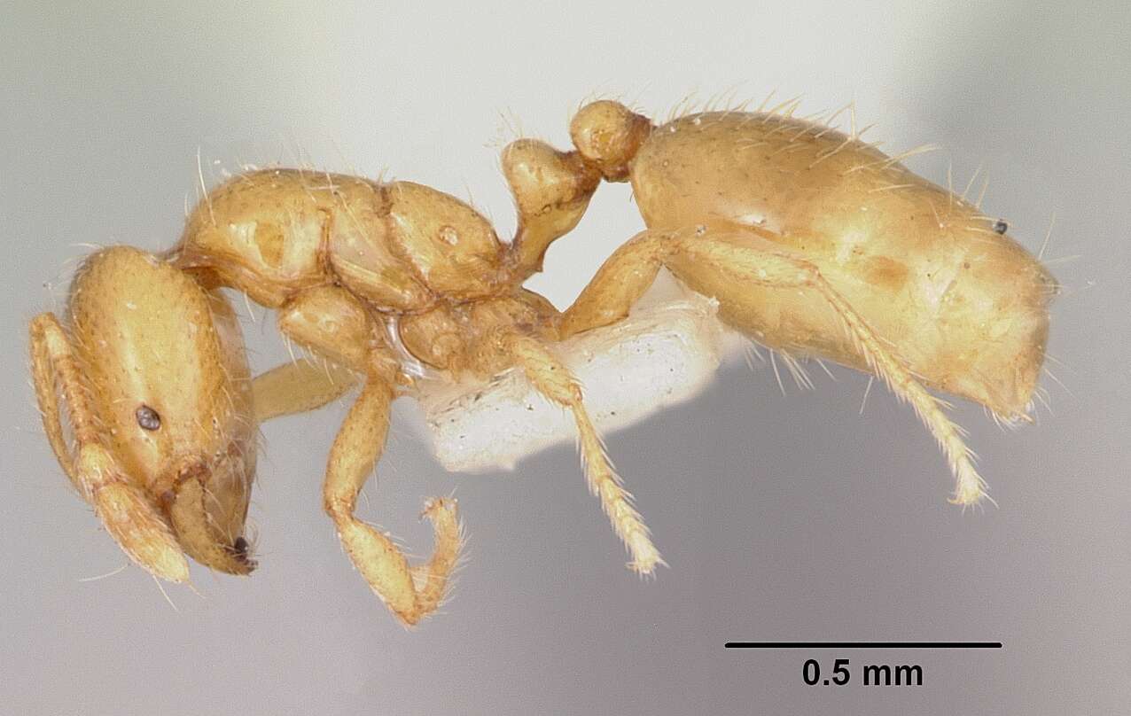 Image of Thief Ant