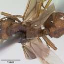 Image of <i>Trachymyrmex carinatus</i>