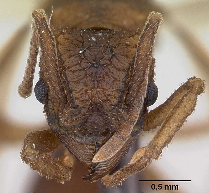 Image of Myrmicinae