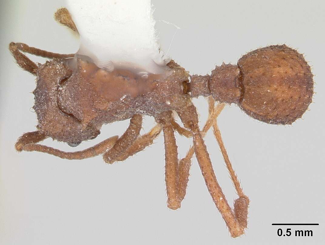 Image of Myrmicinae