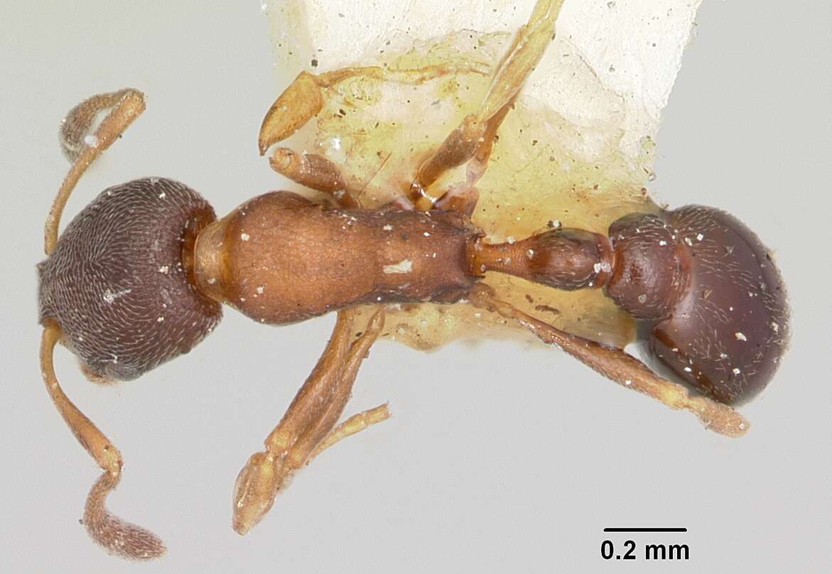 Image of Cardiocondyla mauritanica Forel 1890