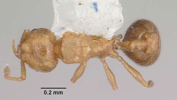 Image of Tramp Ants