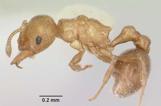 Image of Tramp Ants