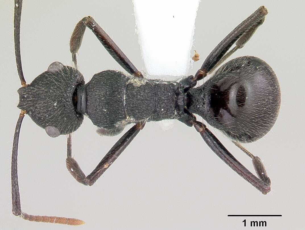 Image of Formicinae