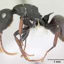 Image of Polyrhachis hilaris