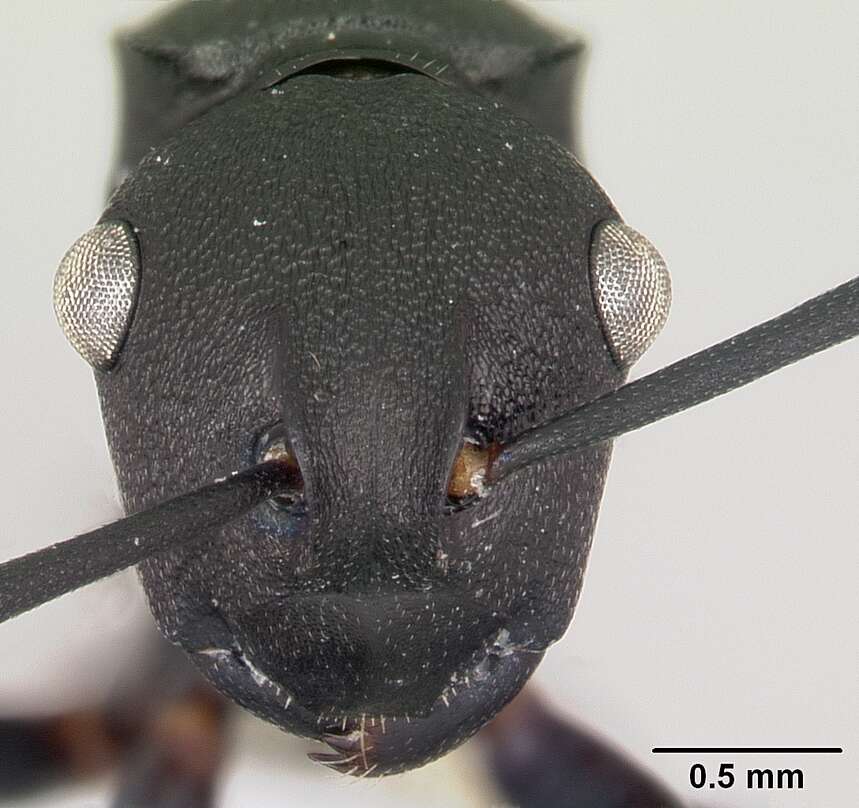 Image of Polyrhachis neglecta