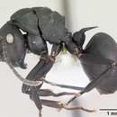 Image de Polyrhachis neglecta